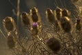 Beautiful dry burdock close-up. Purple thistle flower.