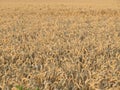 Beautiful dry cereal field ready to harvest food Royalty Free Stock Photo