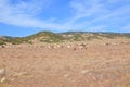 Beautiful dry Cypriot landscape with herd of goats