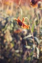 Beautiful dry flower covered with hoarfrost Royalty Free Stock Photo