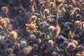 Beautiful dry flower covered with hoarfrost Royalty Free Stock Photo