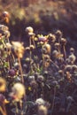 Beautiful dry flower covered with hoarfrost Royalty Free Stock Photo