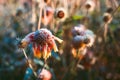 Beautiful dry flower covered with hoarfrost Royalty Free Stock Photo