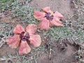 Beautiful dry flower on the floor in the small town Atibaia Royalty Free Stock Photo