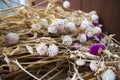 Beautiful dry globe amaranth bundle in the garden