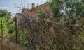 Dry vine tree in the fence in the south of France Royalty Free Stock Photo