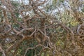 Dry vine tree in the fence in the south of France Royalty Free Stock Photo