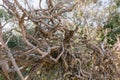 Dry vine tree in the fence in the south of France Royalty Free Stock Photo