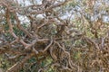 Dry vine tree in the fence in the south of France