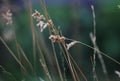 Beautiful dry grass close-up macro against a strongly unfocused background. Nature, art photo for poster.