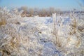 Beautiful dry grass covered with snow in hoarfrost against blue sky Royalty Free Stock Photo