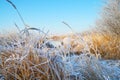 Beautiful dry grass covered with snow in the hoarfrost against blue sky Royalty Free Stock Photo