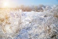 Beautiful dry grass covered with snow in hoarfrost against blue sky Royalty Free Stock Photo