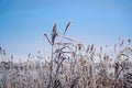 Beautiful dry grass covered with snow in the hoarfrost against blue sky Royalty Free Stock Photo