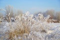 Beautiful dry grass covered with snow in hoarfrost against blue sky Royalty Free Stock Photo