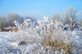 Beautiful dry grass covered with snow in hoarfrost against blue sky Royalty Free Stock Photo