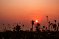 Beautiful dry grass flowers with sunset sky background in countryside landscape,nature outdoor concept Royalty Free Stock Photo