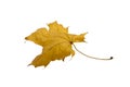 Beautiful dry maple leaf Isolated on White Background Royalty Free Stock Photo