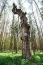 Beautiful dry old tree in green grass and tall trees in background Royalty Free Stock Photo