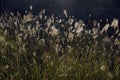 Beautiful dry ornamental grass meadow in autumn light Royalty Free Stock Photo