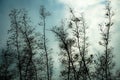 Beautiful dry plants background Royalty Free Stock Photo