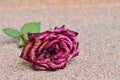 Beautiful dry red rose Royalty Free Stock Photo