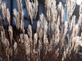Beautiful dry reeds grass against sunset light Royalty Free Stock Photo