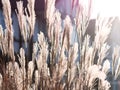 Beautiful dry reeds grass against sunset light Royalty Free Stock Photo