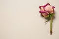 Beautiful dry rose on light background Royalty Free Stock Photo