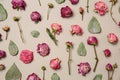 Beautiful dry roses on light background Royalty Free Stock Photo