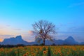 beautiful dry tree branch against colorful dusky sky and sunflowers field below use as natural background ,backdrop Royalty Free Stock Photo