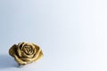 Beautiful dry white rose on white background, retro - vintage look