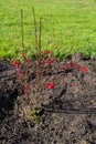 Beautiful dry young small bush of barberry with bright red oval berries