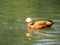 Beautiful duck of beautiful colors swimming in the river Royalty Free Stock Photo