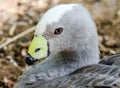 Beautiful Duck Closeup with green beak