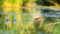 Beautiful duck in flight soaring above a tranquil body of water Royalty Free Stock Photo