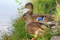 Beautiful Duck on the green grass