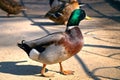 Beautiful duck green head and brightly brown chest