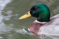 Beautiful duck with green head swimming