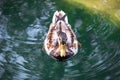 Beautiful duck