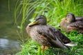 Beautiful duck resting by the lake on a background of green grass. Royalty Free Stock Photo