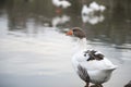Beautiful a duck resting on the lake Royalty Free Stock Photo