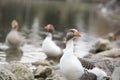 Beautiful a duck resting on the lake Royalty Free Stock Photo