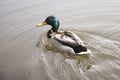 A beautiful duck sails on a river or a lake. Birds and animals in wildlife.