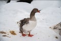 A beautiful duck on the snow