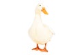 Beautiful duck standing isolated Royalty Free Stock Photo