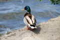 Beautiful duck standing on the lake shore. Duck meat, food. Bird hunting. Poultry, farm in the village. Waterfowl birds
