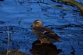 Beautiful duck standing in shallow blue water.