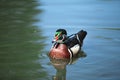 Beautiful duck swim in the river