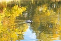 A beautiful duck swimming in a city park pond with the golden reflection of late autumn leaves Royalty Free Stock Photo